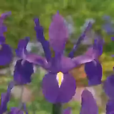 Discovery Purple